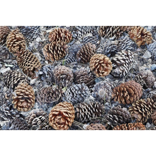CA, Fallen Jeffrey pine cones in Sierra Nevada